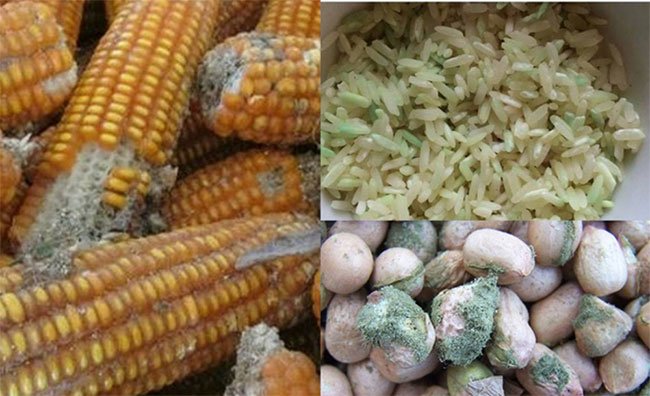 nông sản bị ẩm mốc