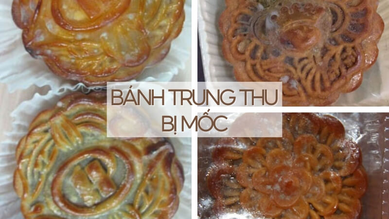 bánh trung thu bị mốc